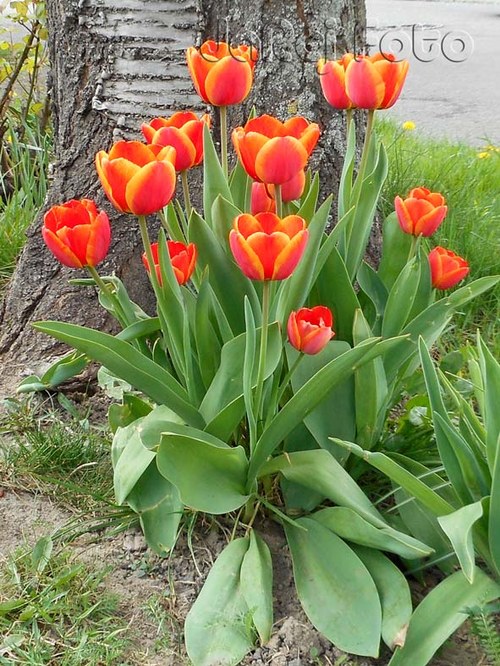 Tulipány