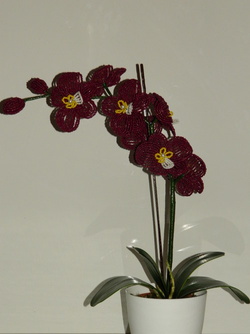 Orchideje