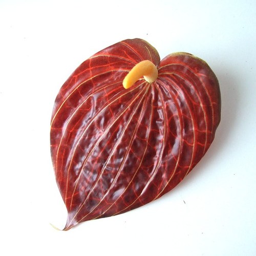 Anthurium - 1 ks — foto 1
