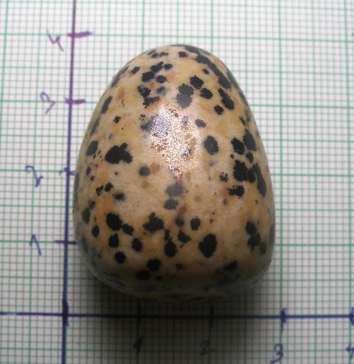 Dalmatin Jaspis č2 — foto 1