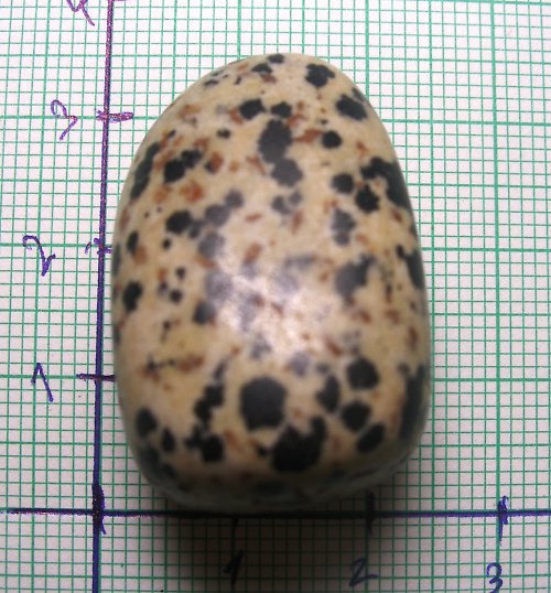 Dalmatin Jaspis č3 — foto 1