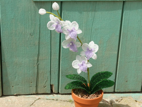 Orchidej bílo-fialová — foto 1