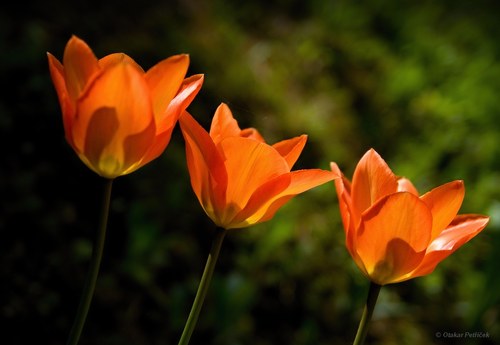 Tulipány II