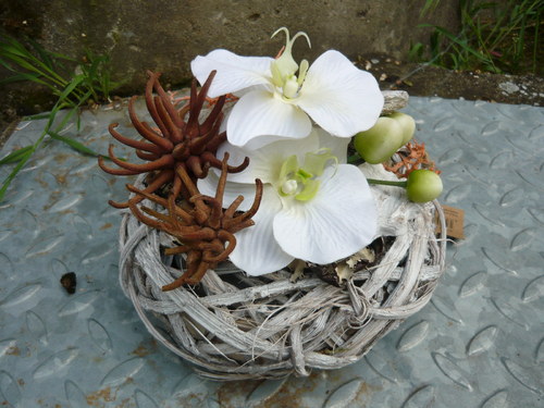 Orchidea v proutí — foto 1