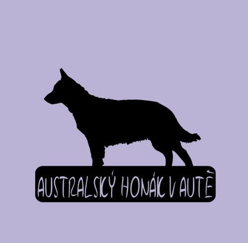 Australský honák v autě - jméno na přání zdarma
