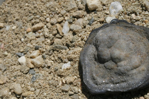 Chalcedonová růže - hadí achát K15/1