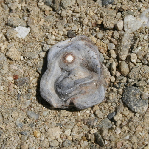 Chalcedonová růže - hadí achát K15/8