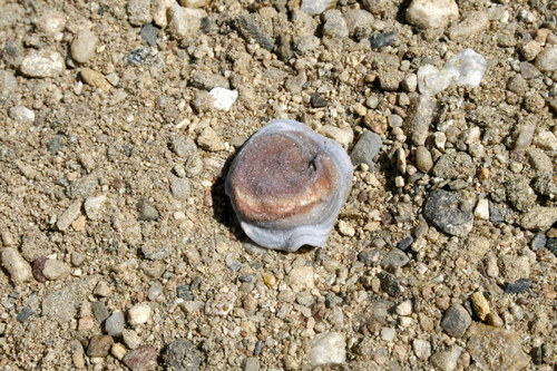 Chalcedonová růže - hadí achát K15/10