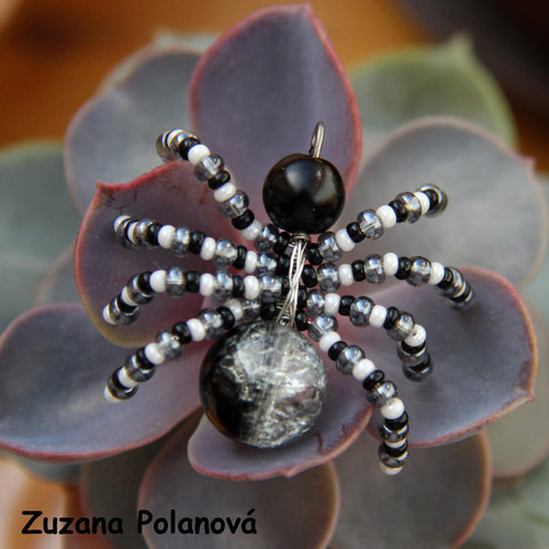 Pavouček černo-bílý — foto 1