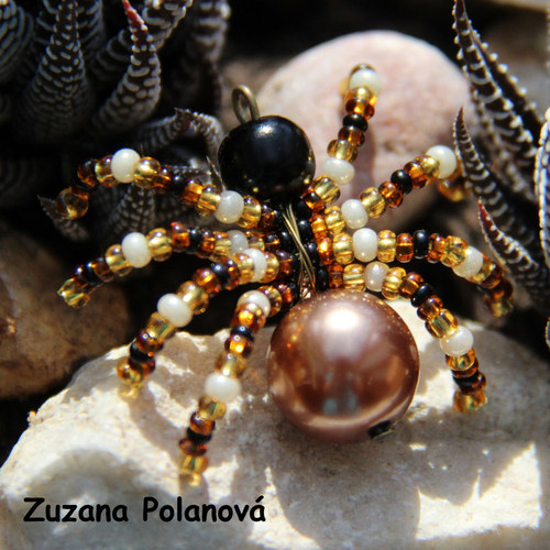 Pavouček bronzovo-černý — foto 1