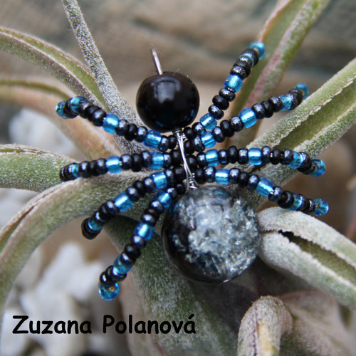 Pavouček černo-modrý — foto 1