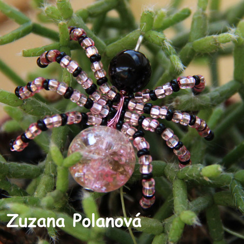 Pavouček růžovo-černý 2. — foto 1