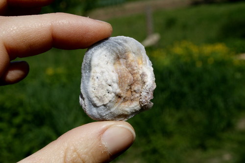 Chalcedonová růže - hadí achát K15/24