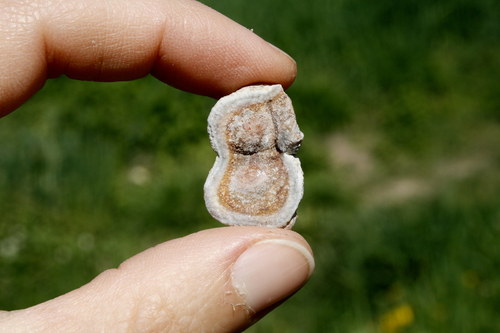 Chalcedonová růže - hadí achát K15/25