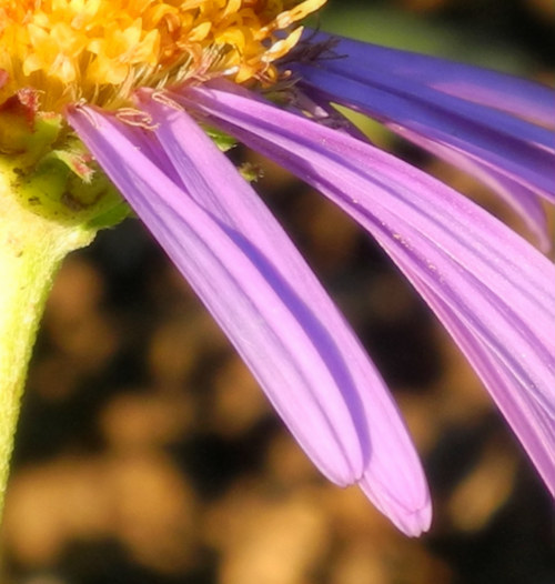 Echinacea — foto 1