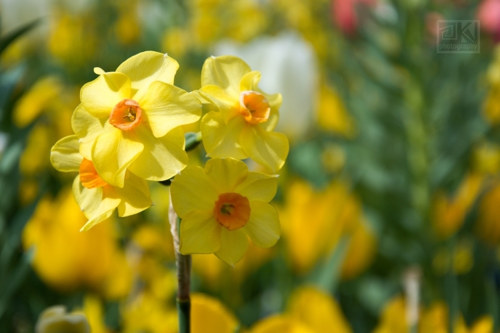 289. Daffodil Dreams - autorská fotografie
