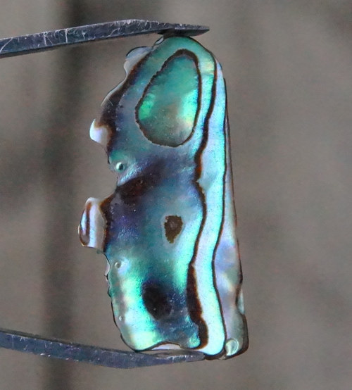 Paua mušle B9110 — foto 1