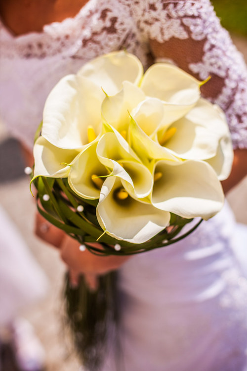 Zantedeschia