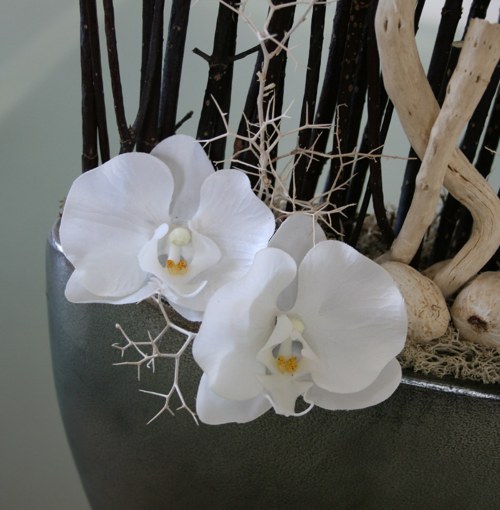 Orchideje v trní — foto 1