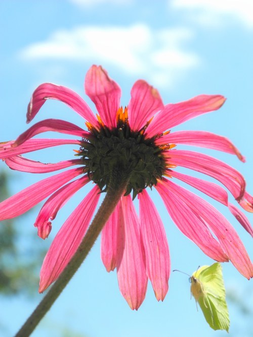 Echinacea a její host