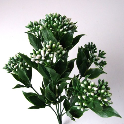Kalanchoe bílá — foto 1