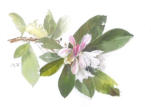 Rhododendron 1 - tisk A4
