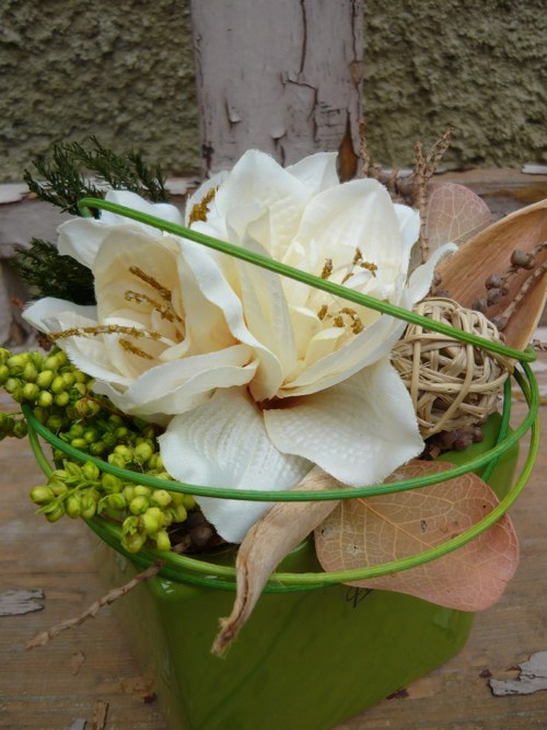 Amaryllis se sušinou — foto 1