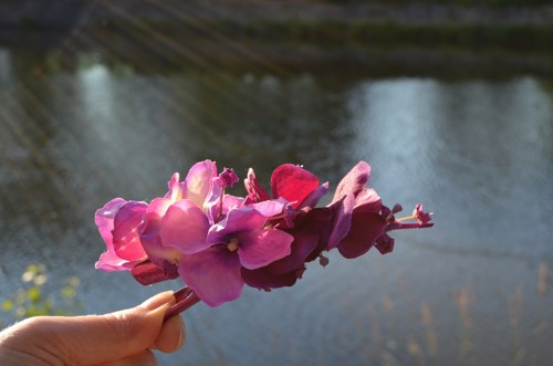 Hortenzie zakletá - spona do vlasů — foto 1
