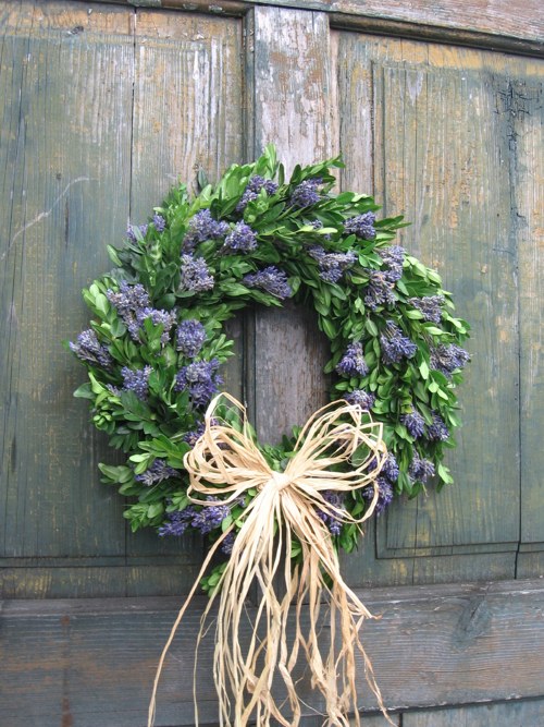 Levandule a buxus — foto 1
