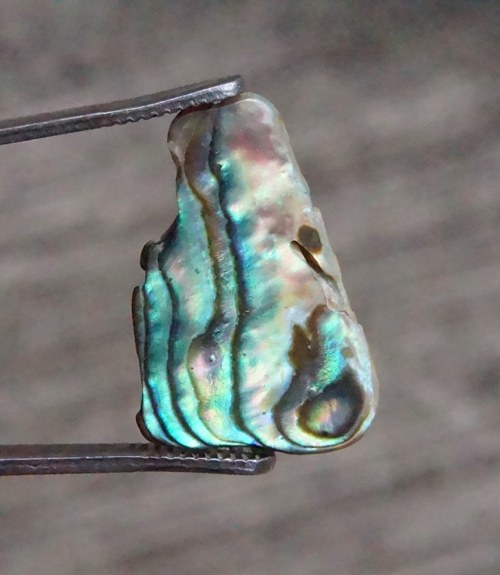 Paua mušle D413 — foto 1