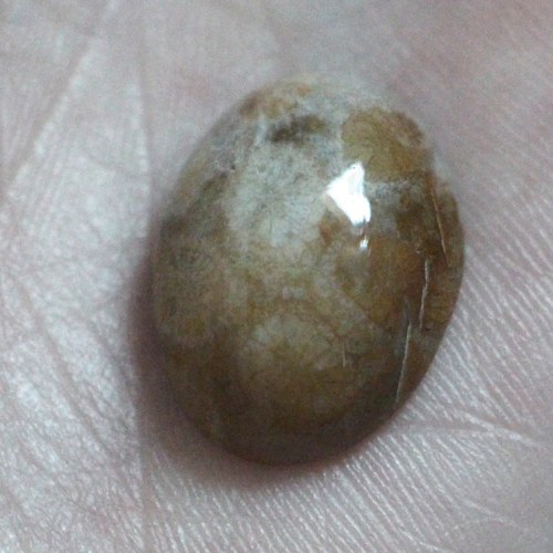 Kabošon - ovál, fosilní kabošon 20x14x6 mm1ks