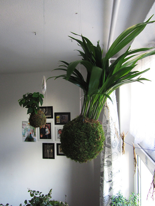 Závěsná kokedama Areca Catechu — foto 1
