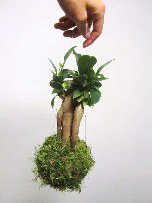 Kokedama Ficus Ginseng — foto 1
