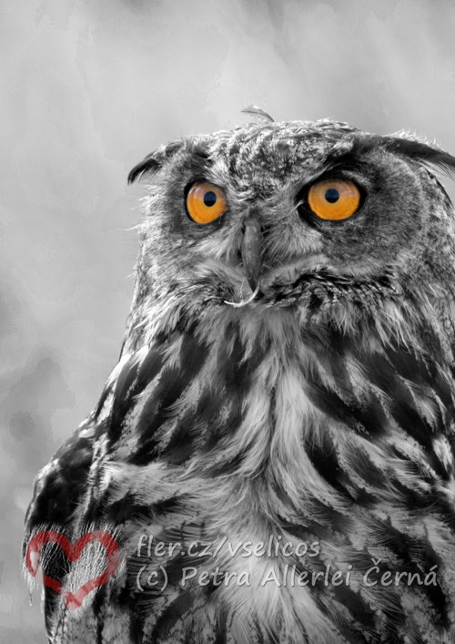 Bubo bubo (černobílé)