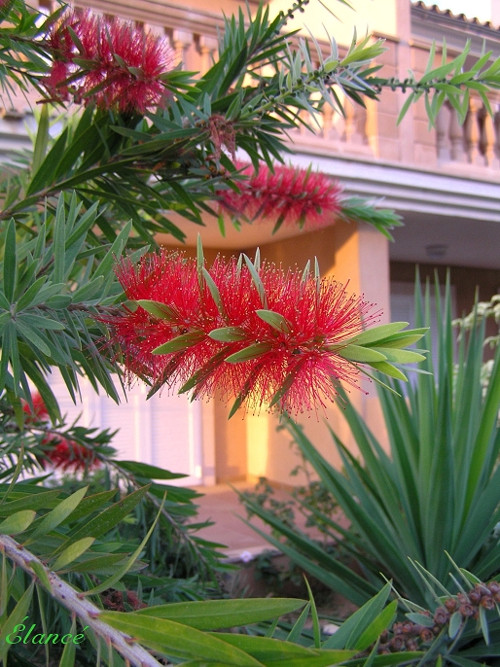 Kalistemon