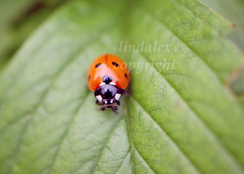 Fotografie Slunéčko na listu