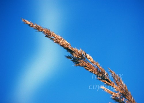 Fotografie Vzhůru do nebe