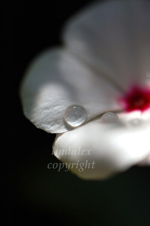 Fotografie Uslzené svítání