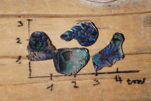 Sada - paua mušle D656 — foto 1