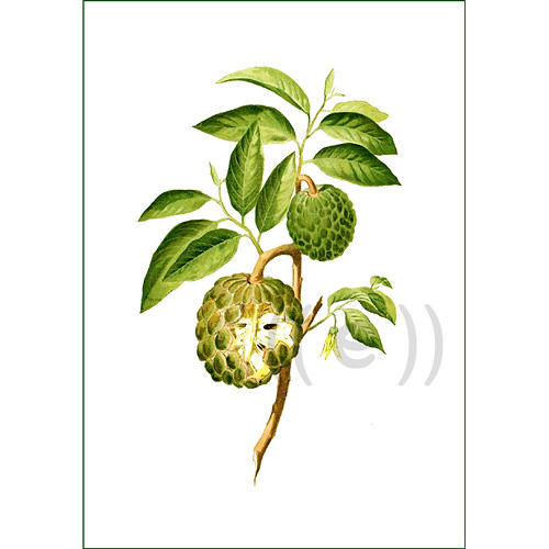 Látkový panel - anona