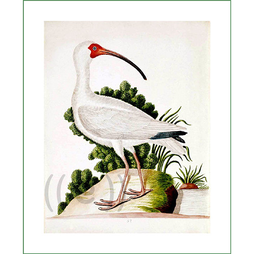 Bílý ibis (látkový panel) — foto 1