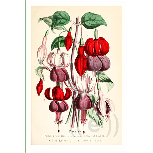 Fuchsie (1) (látkový panel) — foto 1