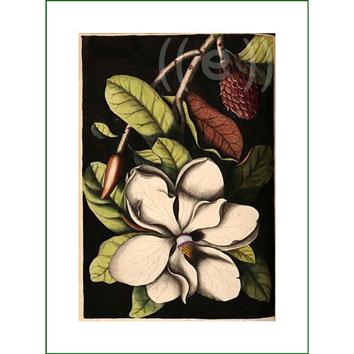 Látkový panel - magnolie (3)