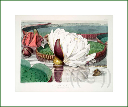 Viktorie královská (1) (látkový panel) — foto 1