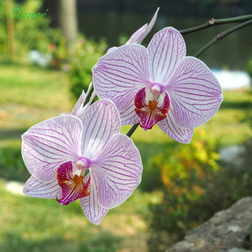 Orchidej