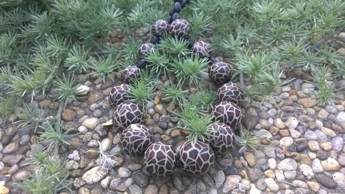 Leopardí korále — foto 1