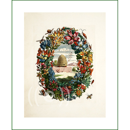 Obraz - Maria Sybilla Merian (4) (látkový panel) — foto 1