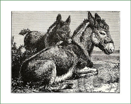 Látkový panel - oslíci ČB (1)