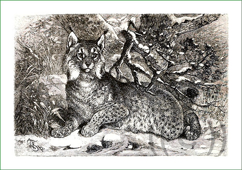 Látkový panel - rys ČB (1)