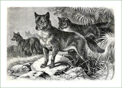 Látkový panel - dingové ČB — foto 1